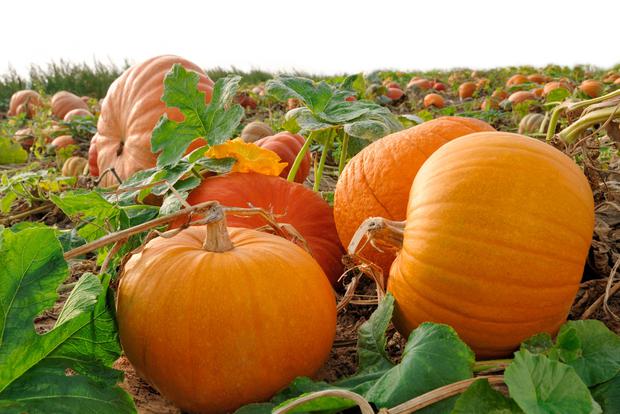 main health benefits of pumpkins