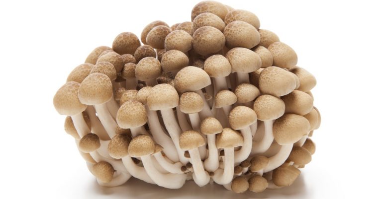 mushrooms can be grown at home
